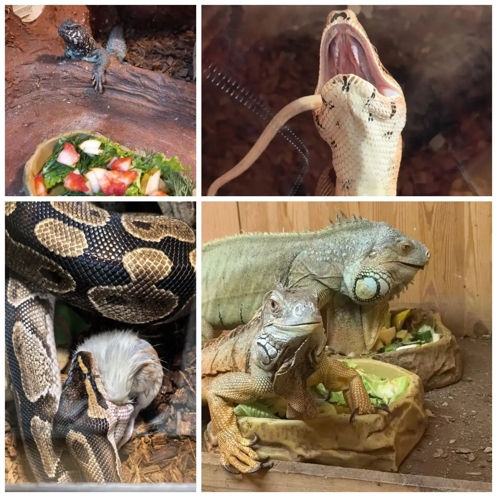 🐢🌱🐍 Грандиозное кормление прошло на ура!