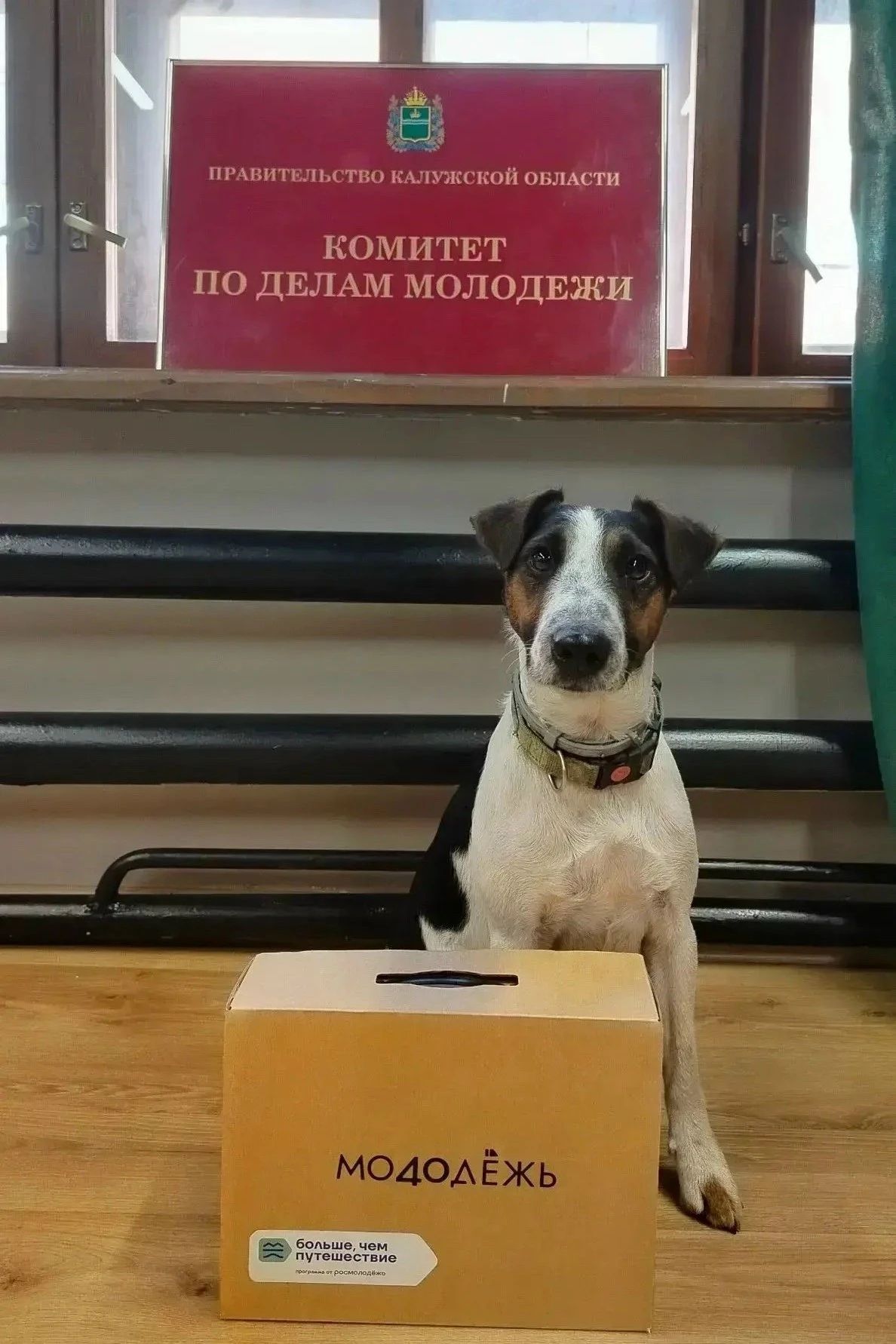 Какое забавное фото. В обновленный «дом» молодёжи в Калуге запустили не кошку, а очень ...