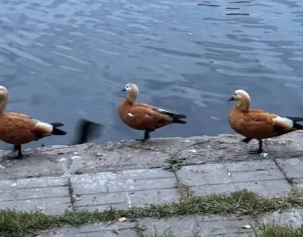 🦆 Утки отдыхают у Коньковских прудов