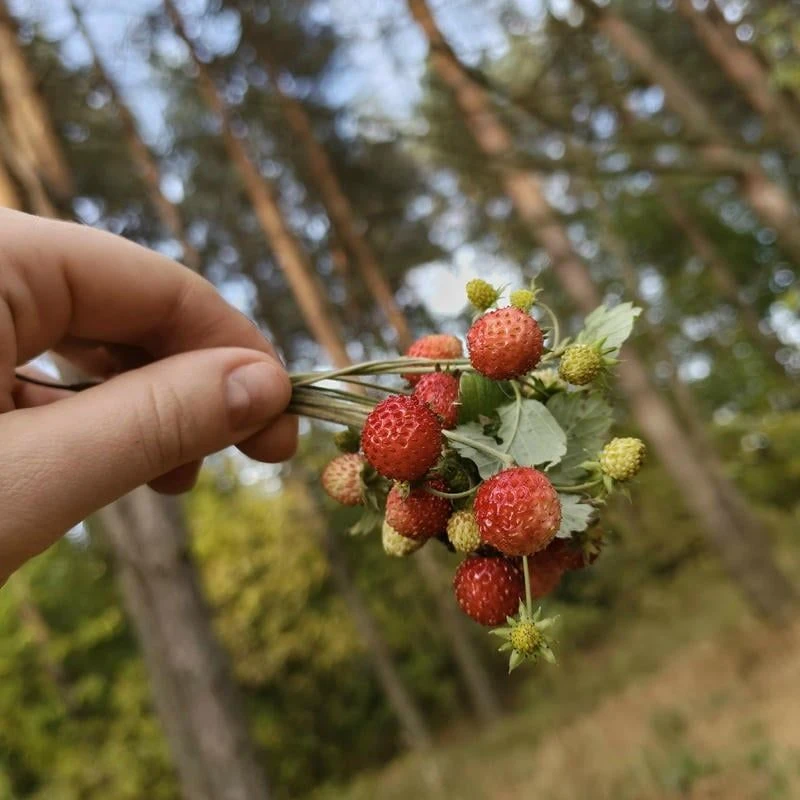 🌲🍂🍄Дары осеннего леса, земляника в октябре