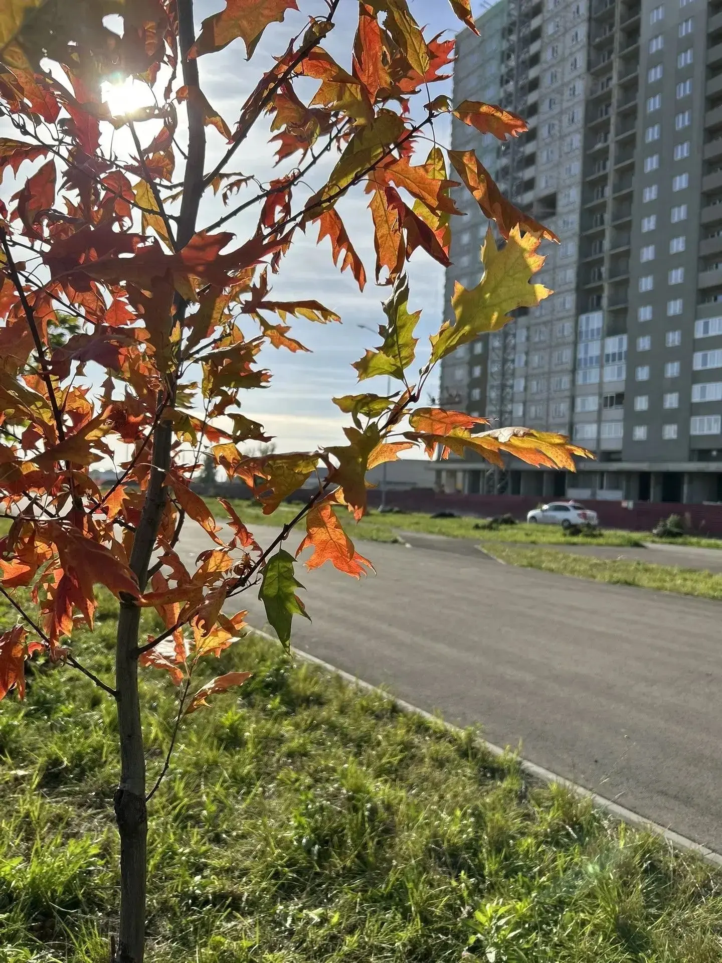 Чтобы осень на новых микрорайонах Липецка была настоящей, здесь посадили 150 новых дере...