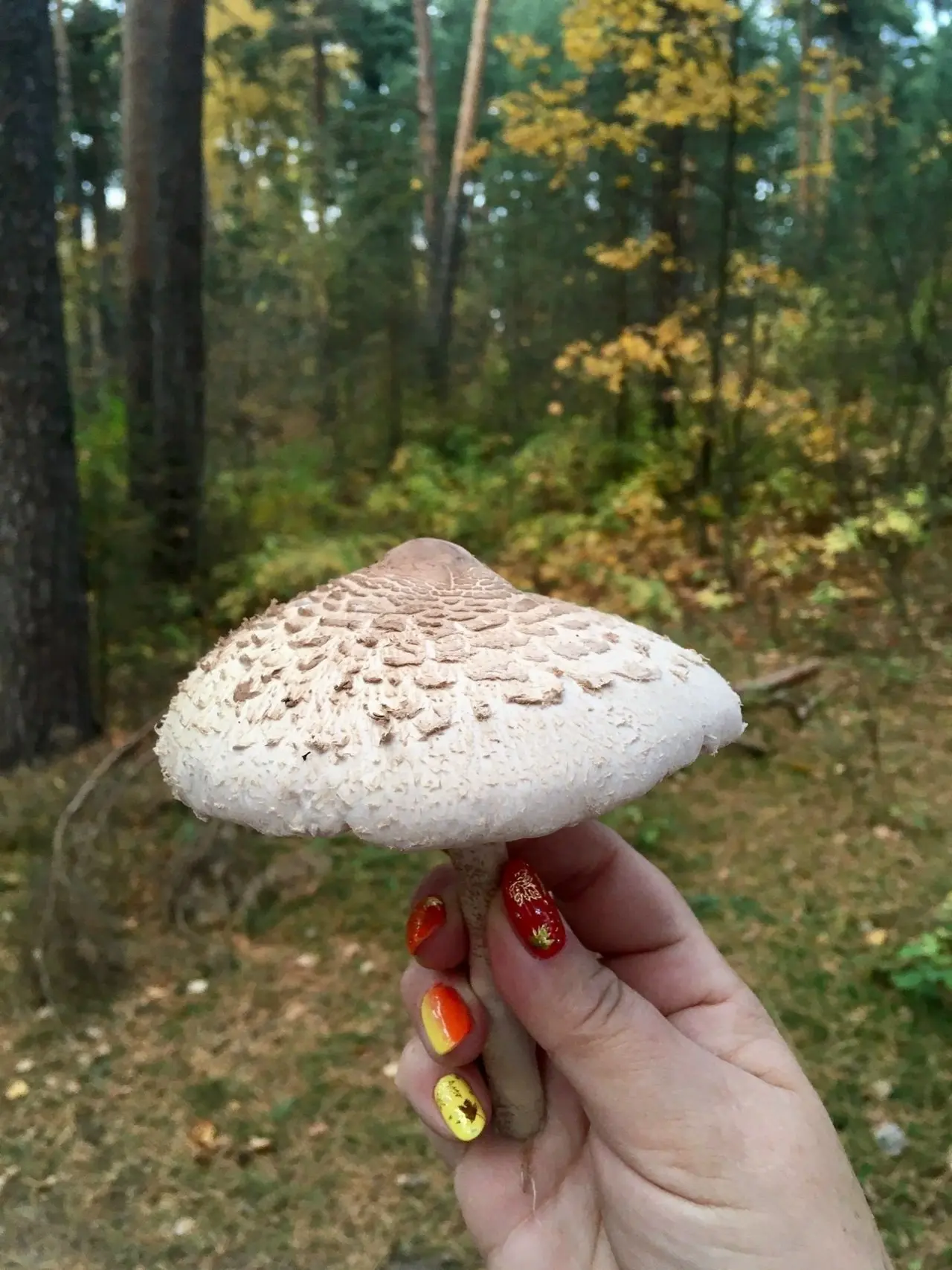 😋🍄 Пробовали такой грибок?