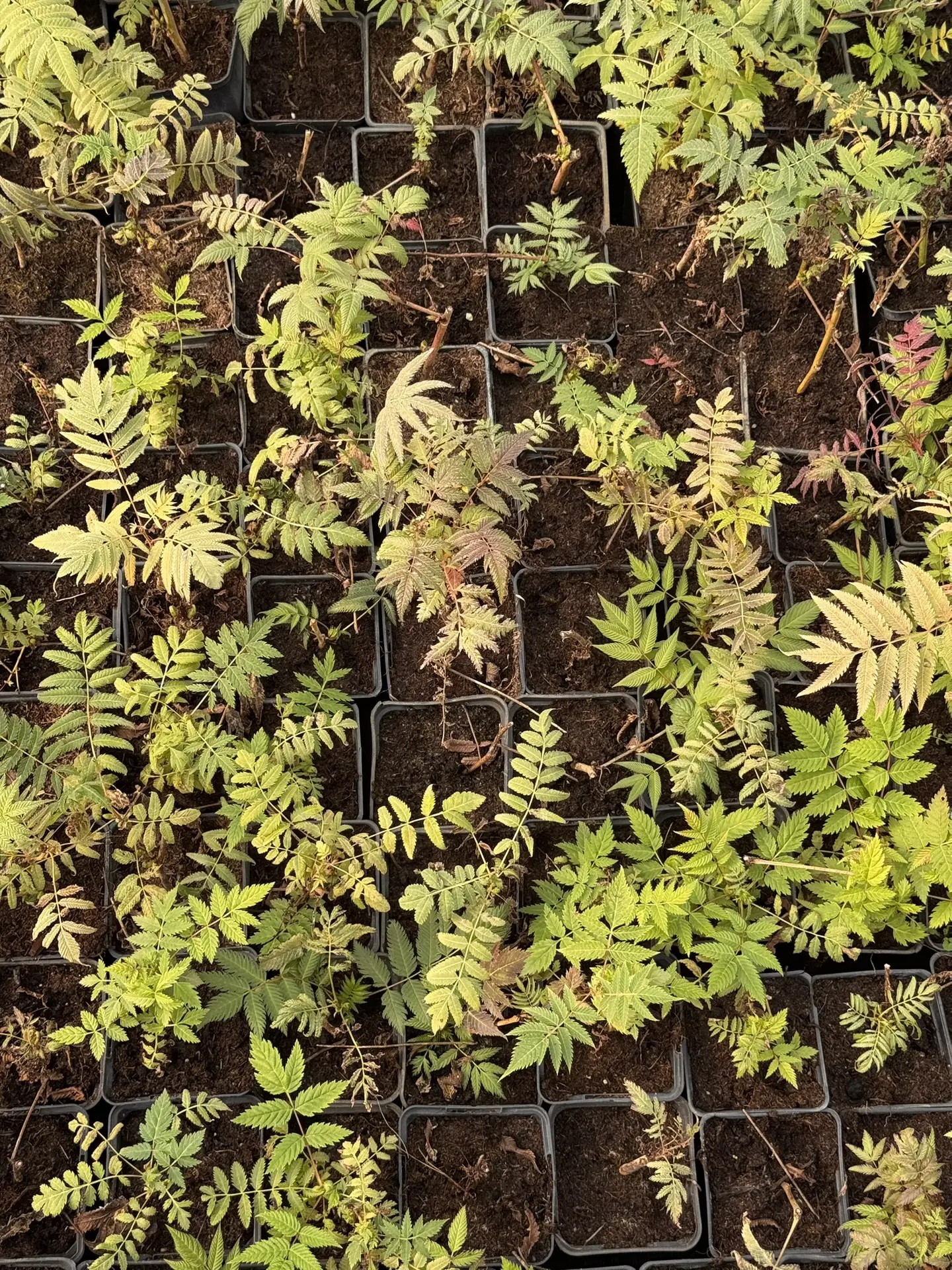 🌱 Собственное производство: от черенка до взрослого саженца
