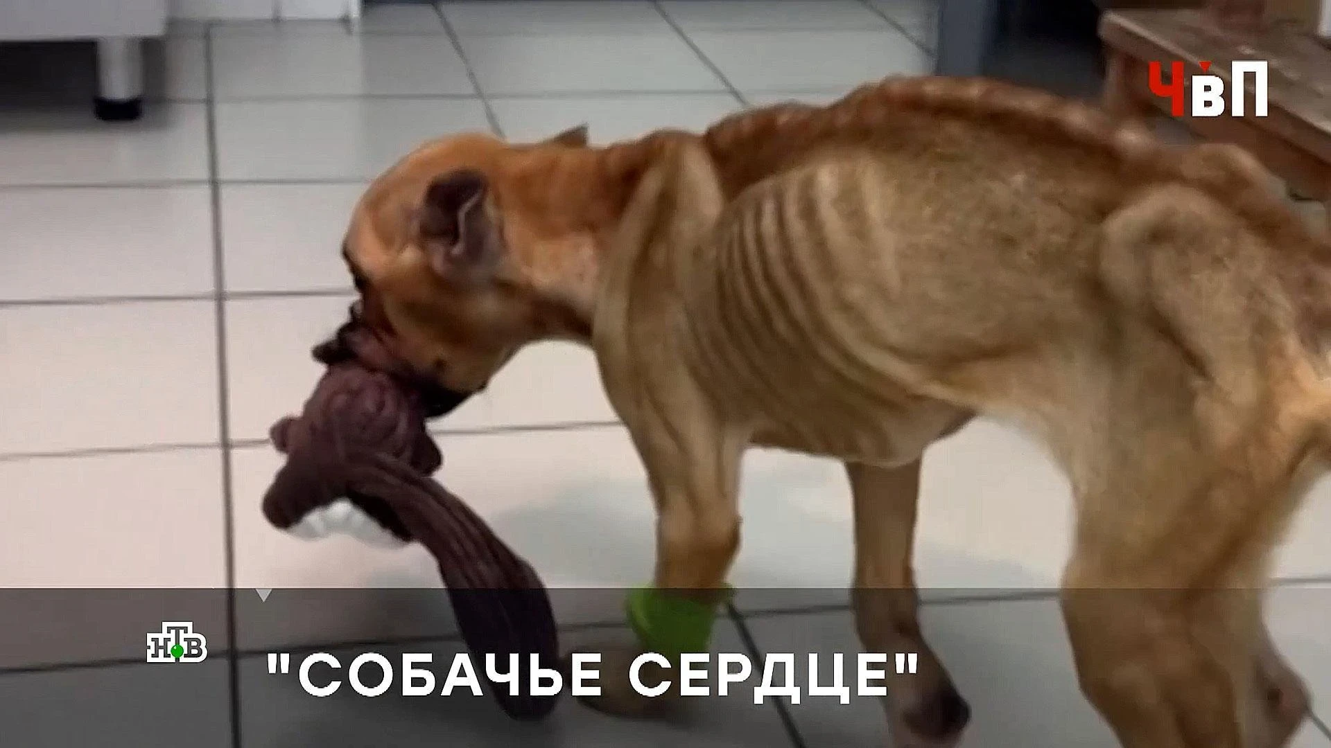 Заморила собаку голодом назло бывшему мужу — в этом свердловские волонтеры обвиняют мат...