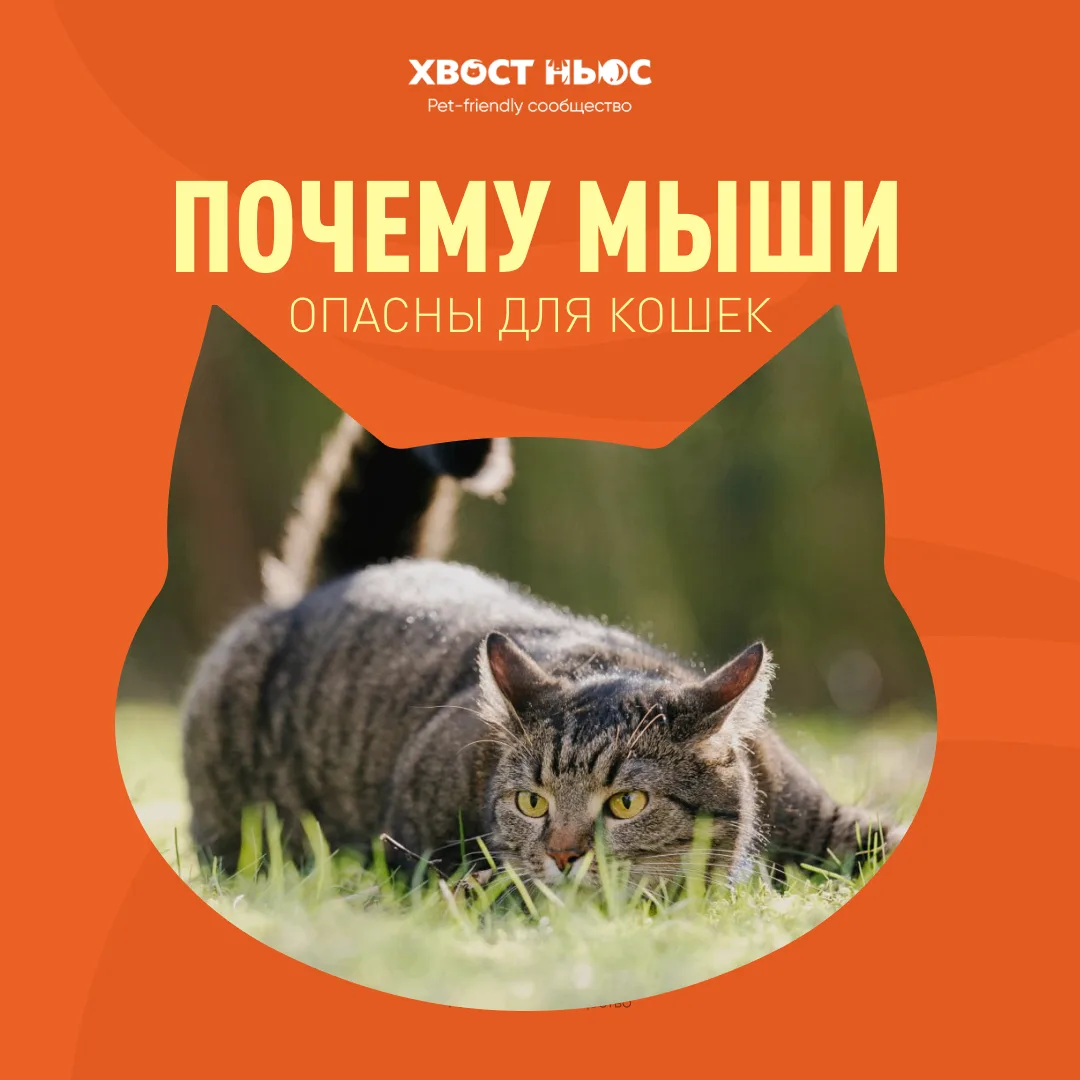 Осторожно, мыши! Чем грозит кошке осенняя охота на грызунов