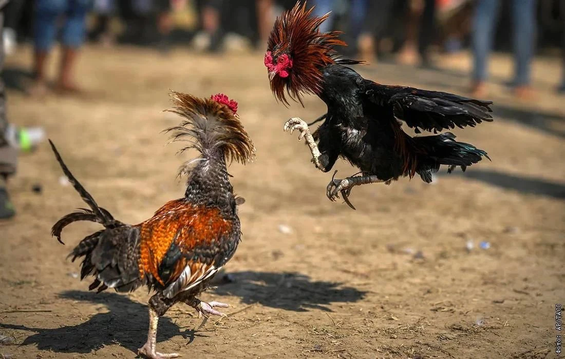 🐓 В России запретили видео с петушиными боями