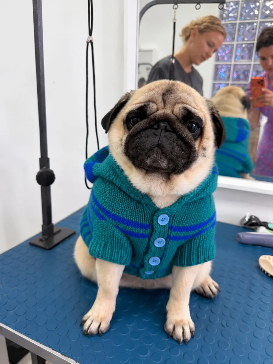 Кажется, этот наряд нашёл своего хвостика 🐶💙