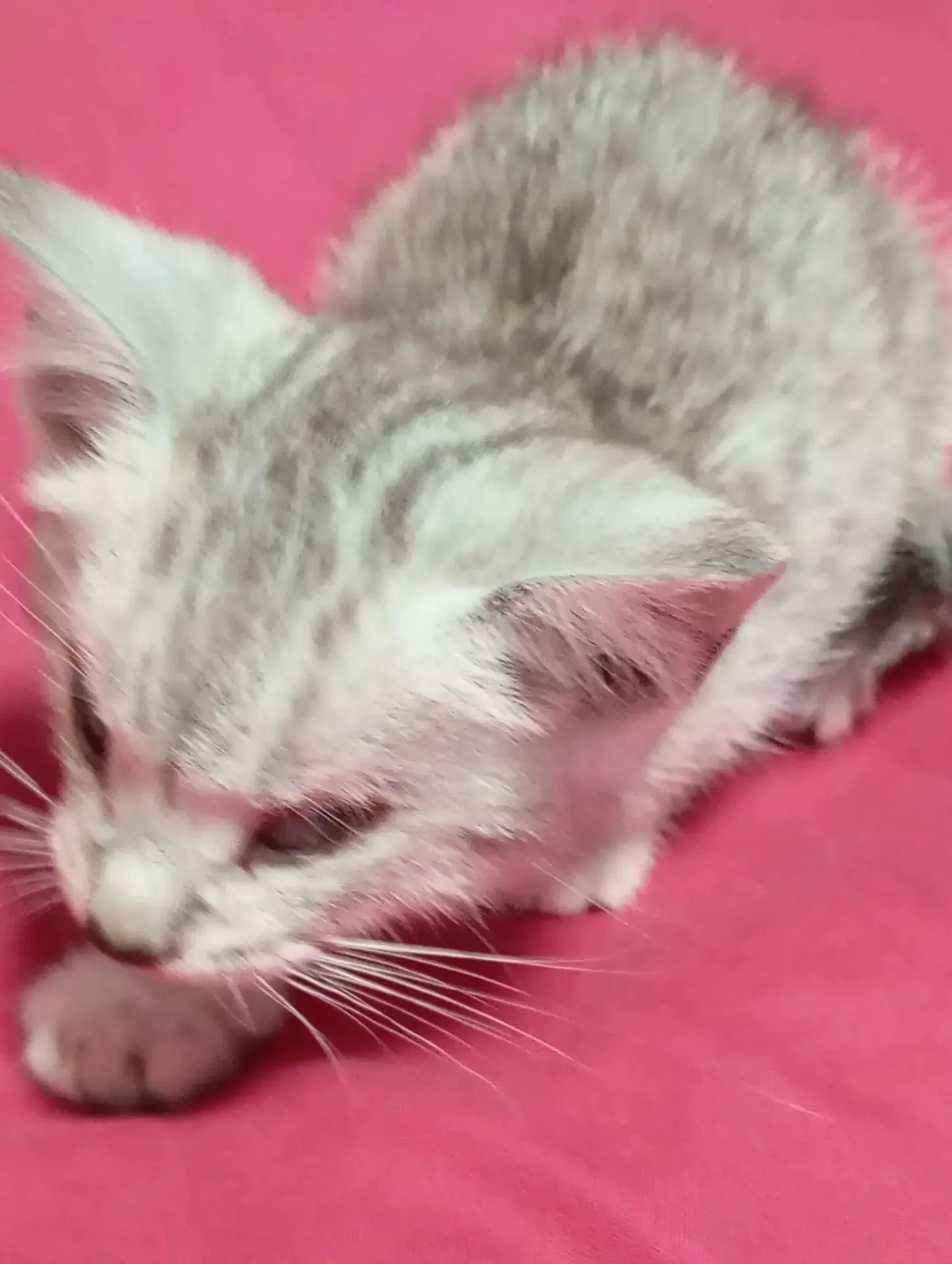 🐱 Ищем добрые руки для особенного котёнка!