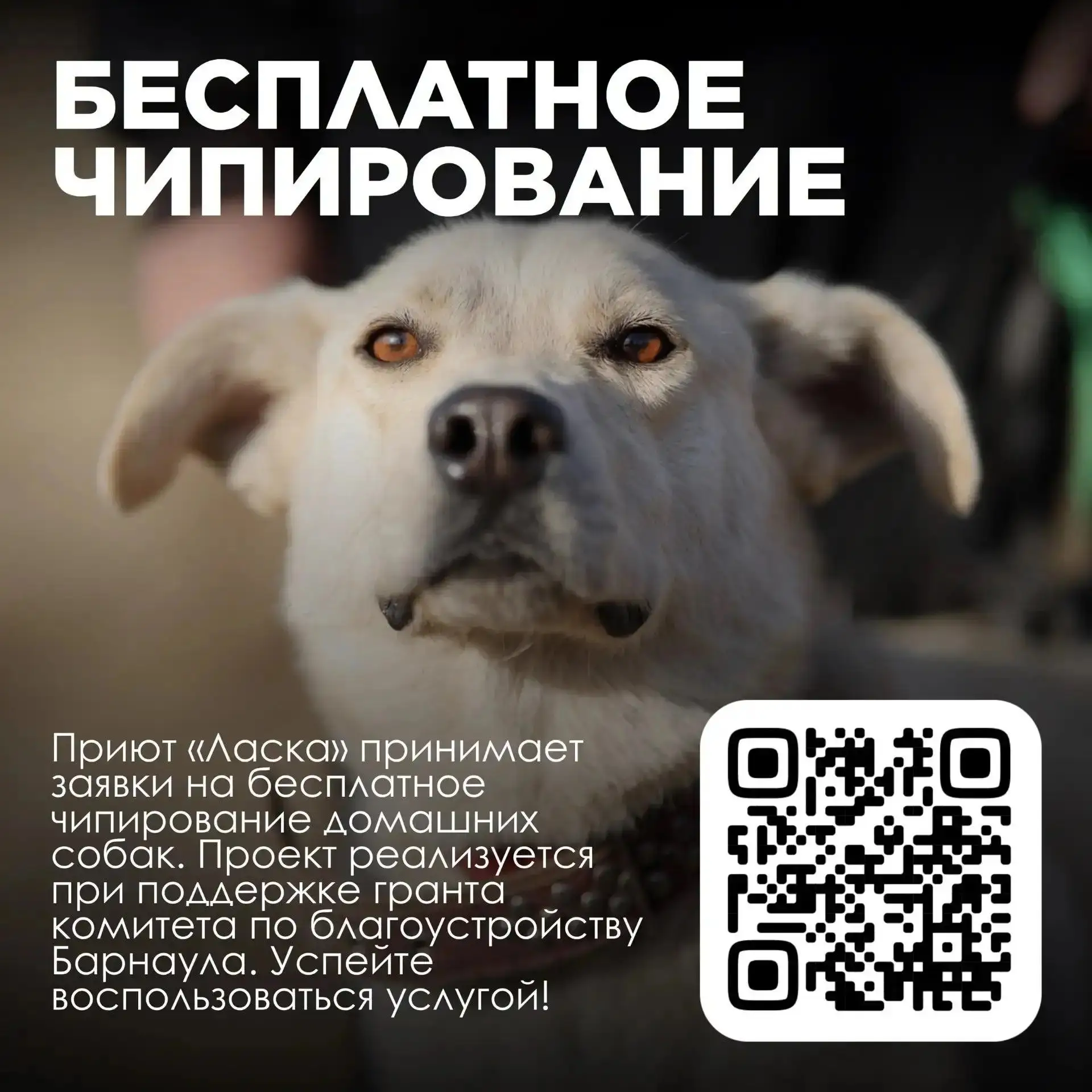 Бесплатное выездное чипирование питомцев проведут на пригородной территории Ленинского ...