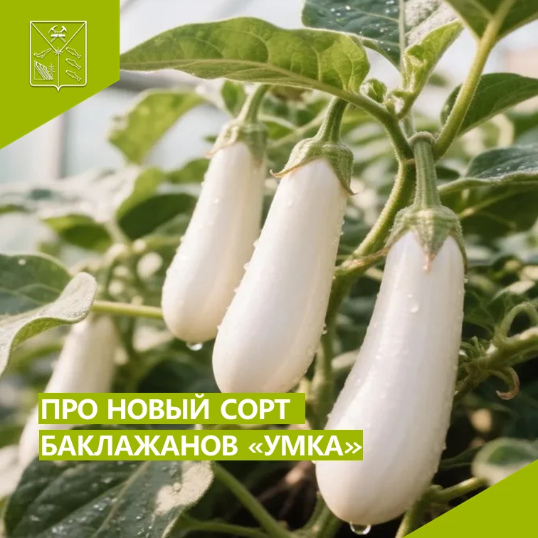 Селекционеры ВНИИО – филиала ФГБНУ ФНЦО – в этом году представили новый сорт баклажана ...