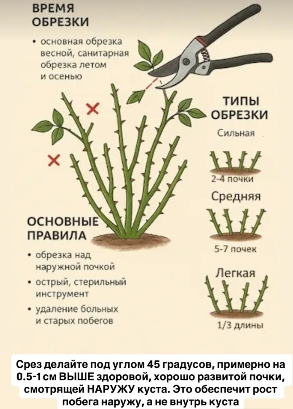 Друзья, пришло время обрезки и подготовки роз 🌿