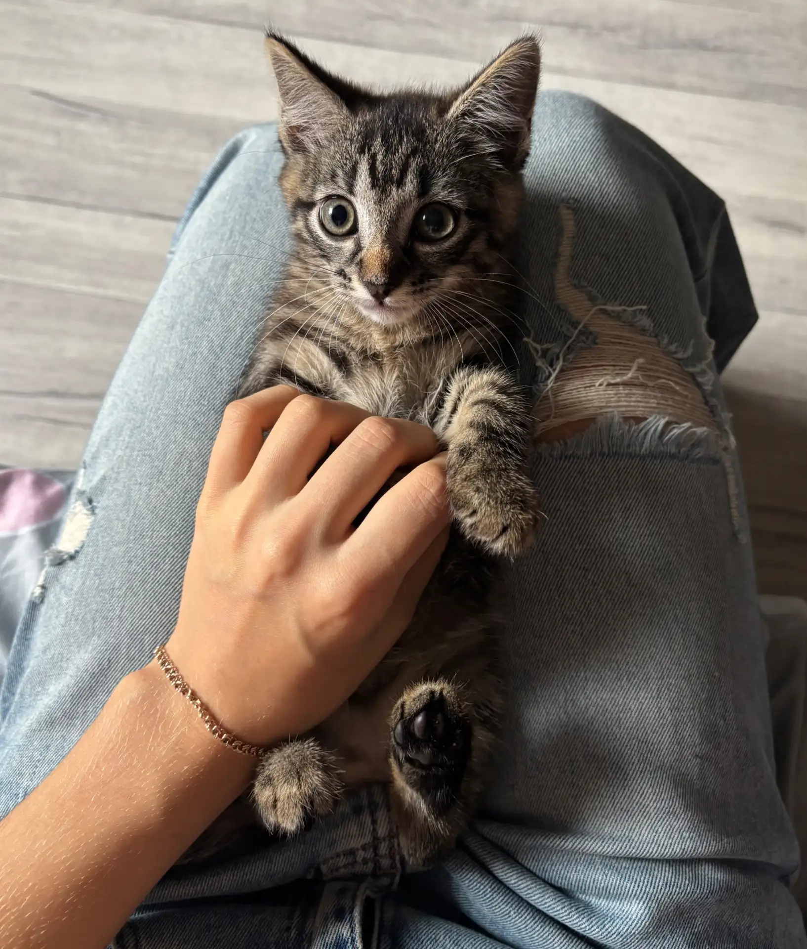 отдадим котенка в добрые руки, мальчик к лотку приучен