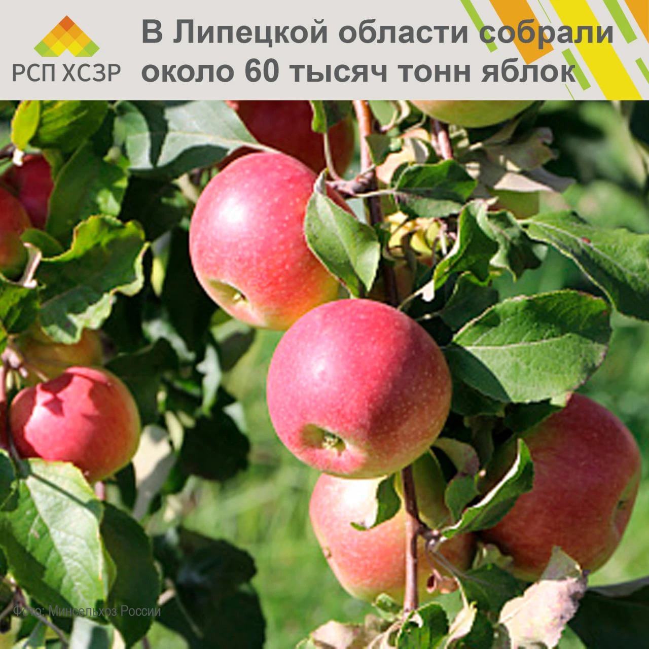 🍎 В Липецкой области собрали около 60 тысяч тонн яблок