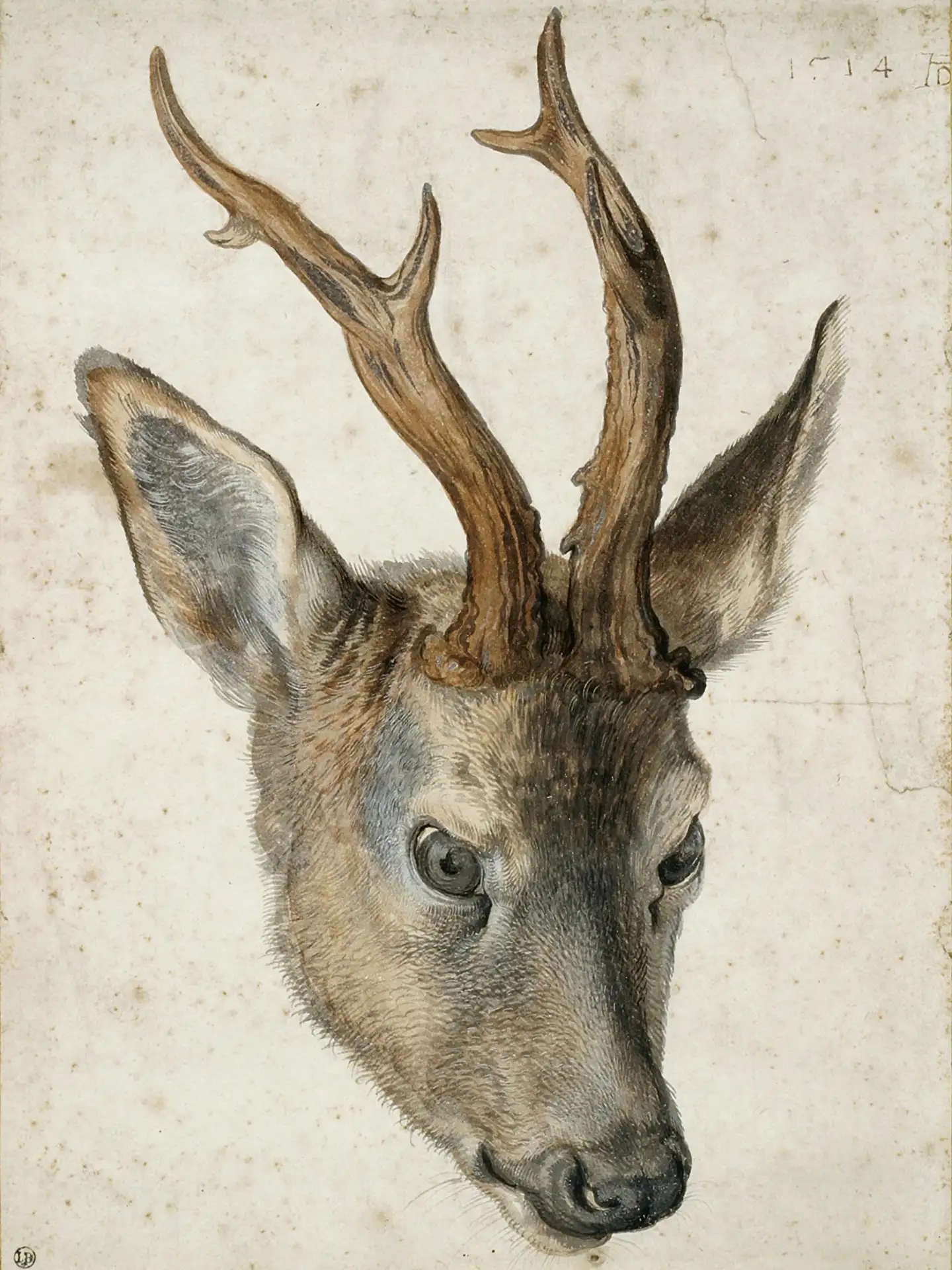 "Голова оленя", 1503 г.