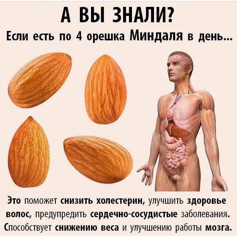 Если есть по четыре орешка миндаля в день…