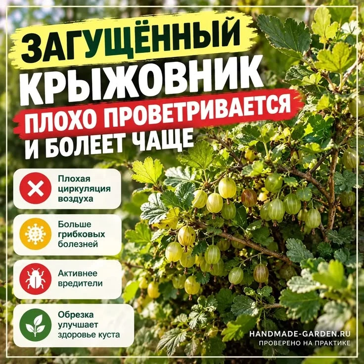 Загущенный крыжовник плохо проветривается и часто болеет