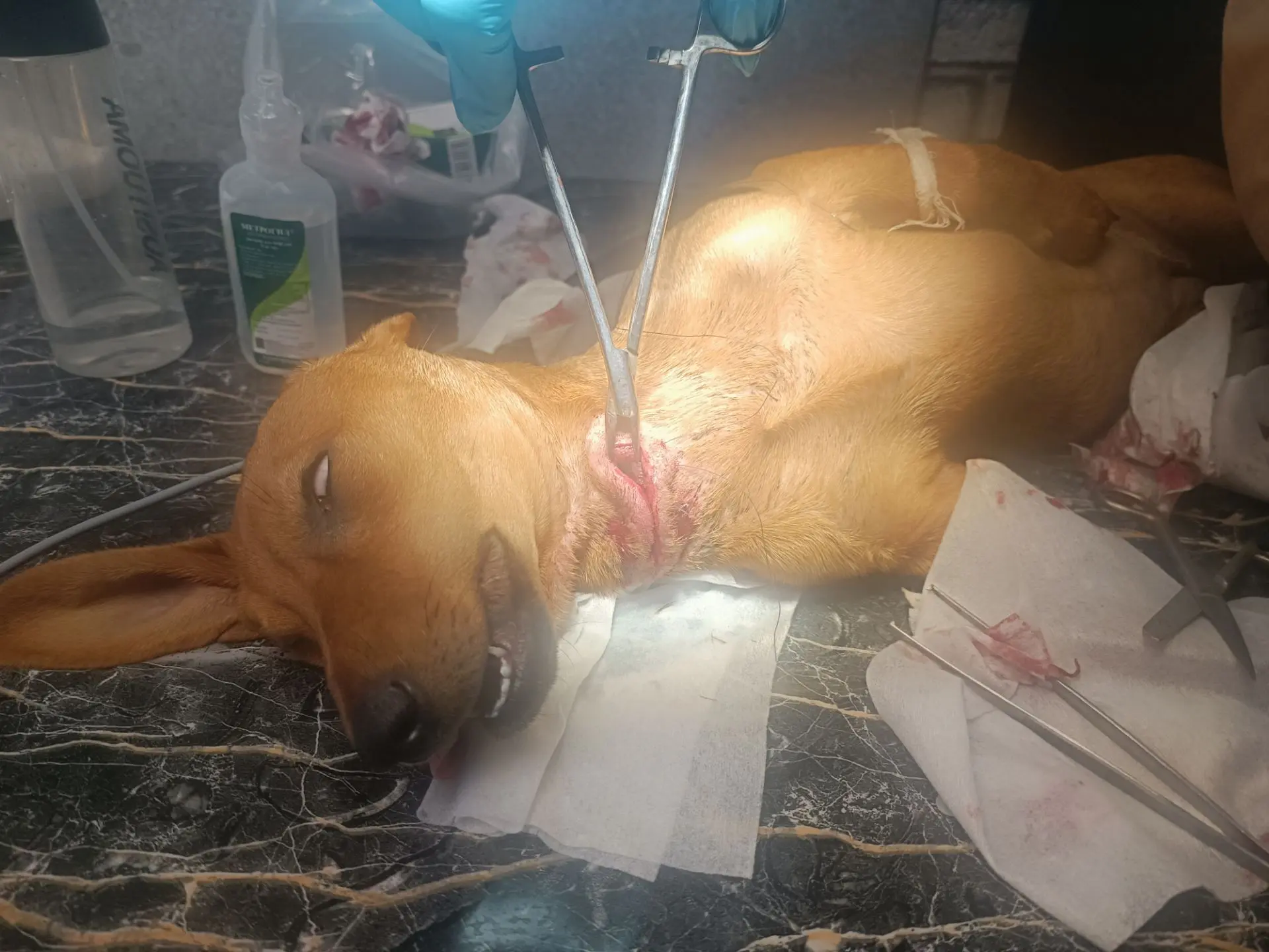 Ситуация 🆘🆘🆘 Кругликово какие то нелюди перерезали четырёхмесячному щенку шею, чудом...