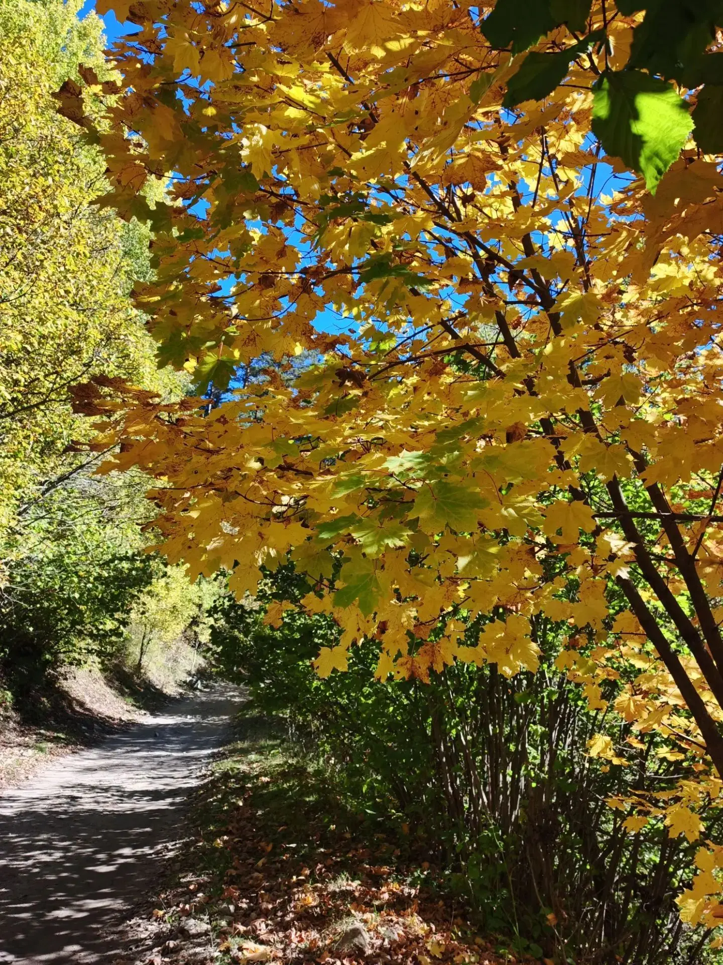 🍂Лес точно терем расписной