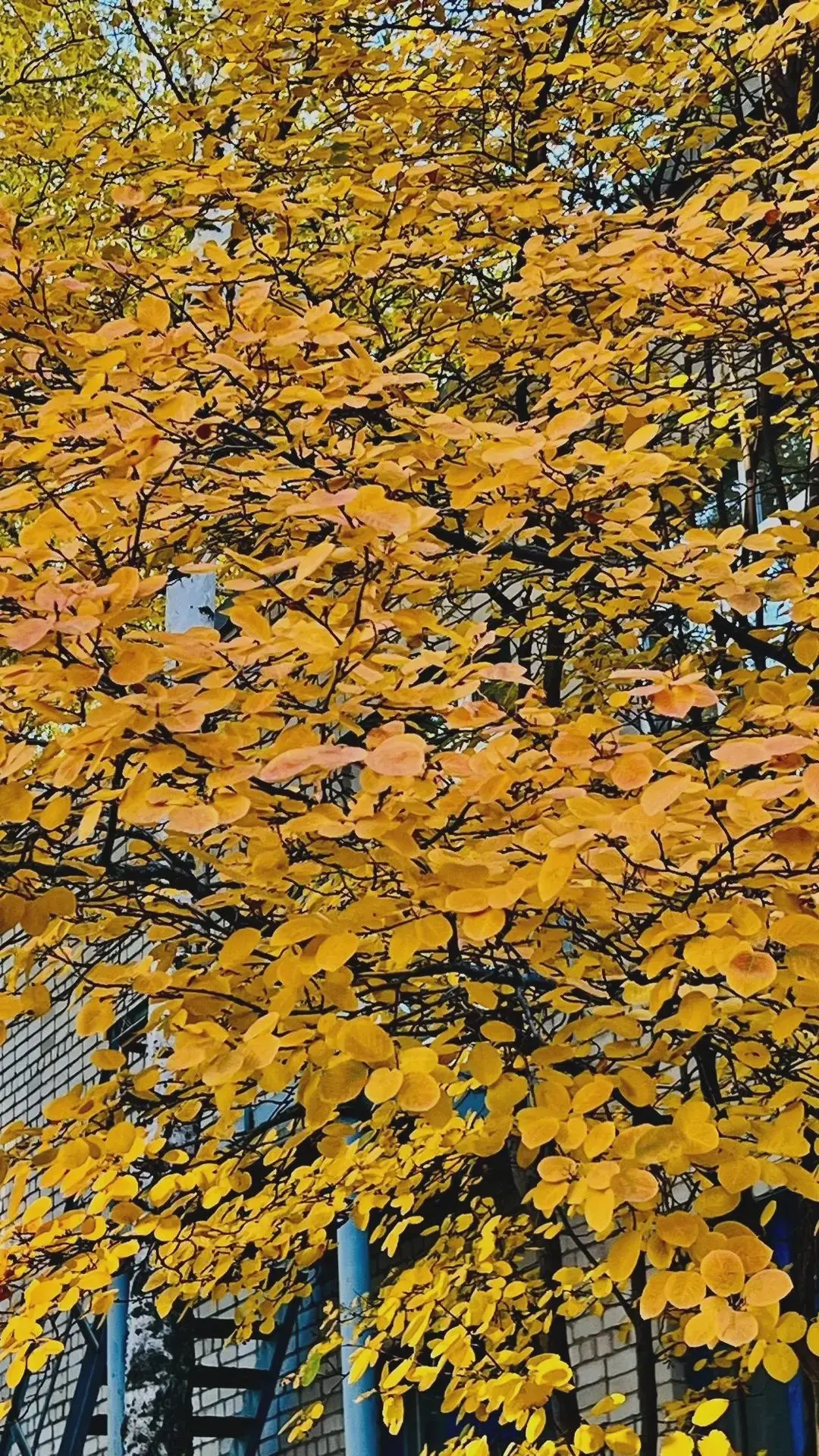 🍂 Балаково в осенних кадрах