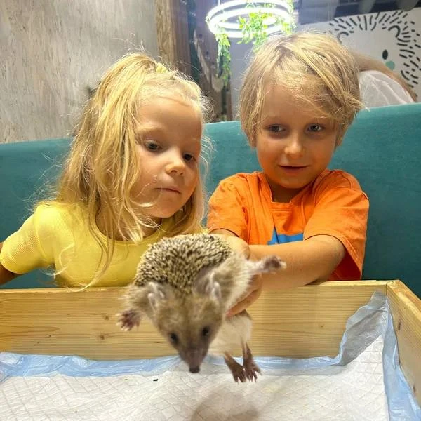 🦔 Антикафе, где можно познакомиться с маленькими ёжиками