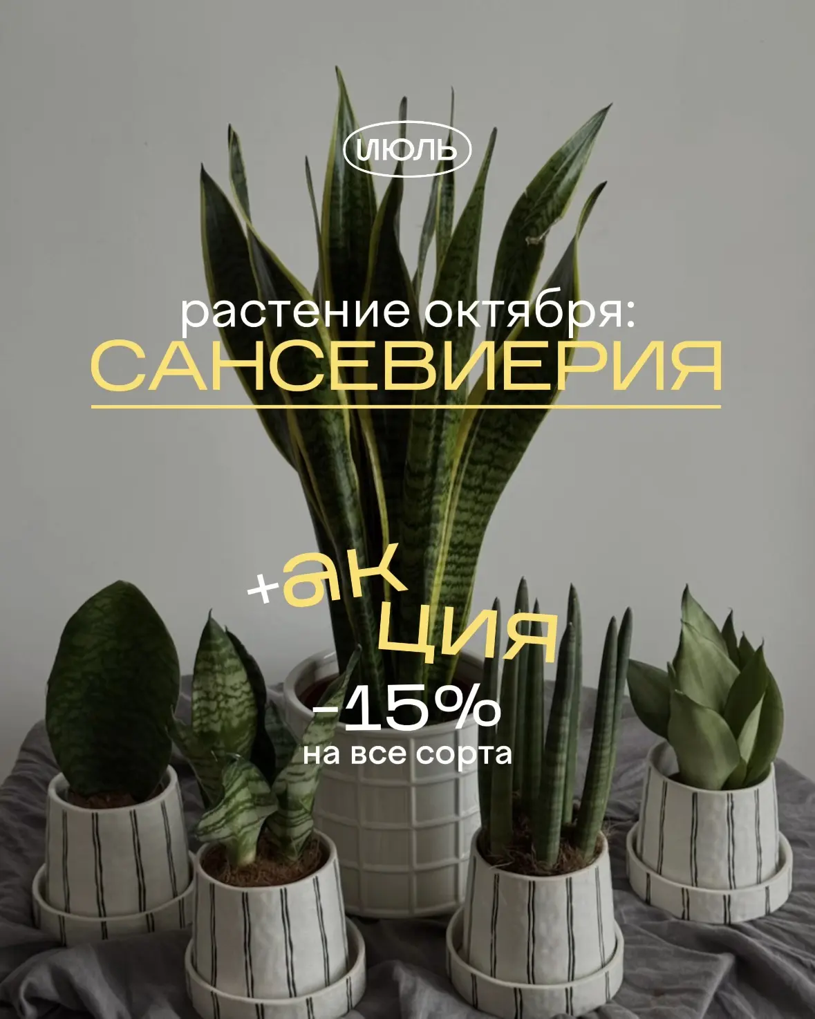 Растение октября — сансевиерия 🌿