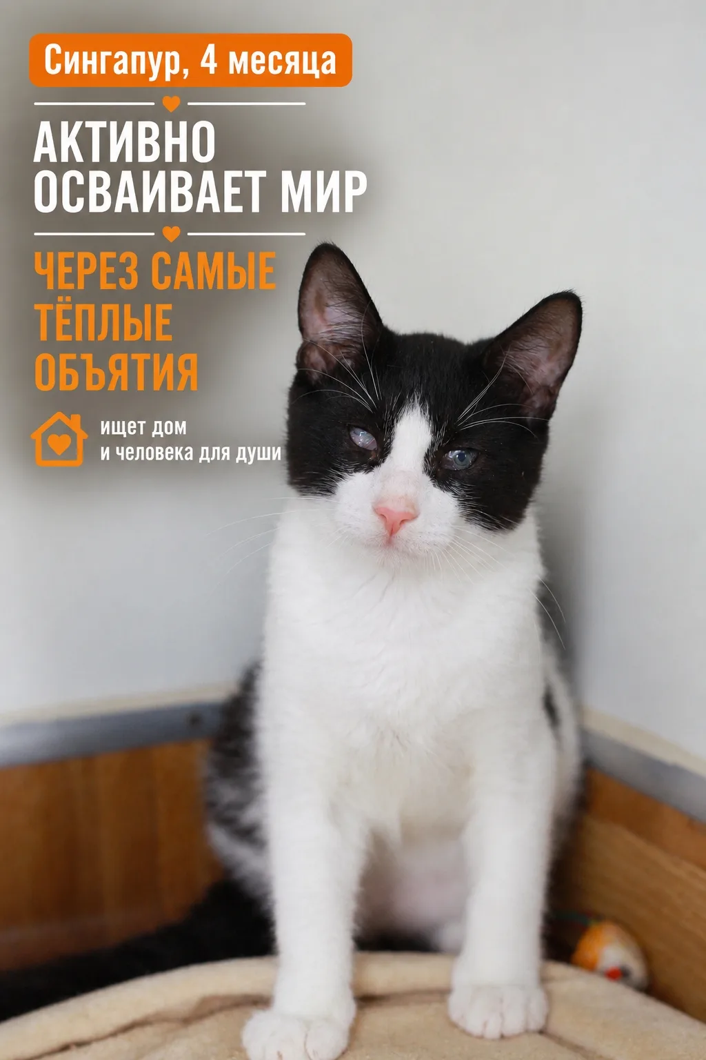 Если его сестрёнка Эллегия — тихая скромница, то Сингапур — парень посмелее и понапорис...