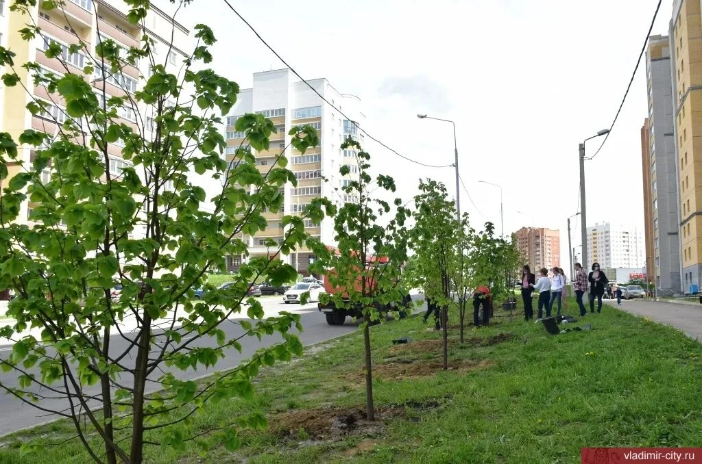 🌳 В Анапе высадят деревья на 32 млн рублей — деньги собрали за разрешённую вырубку