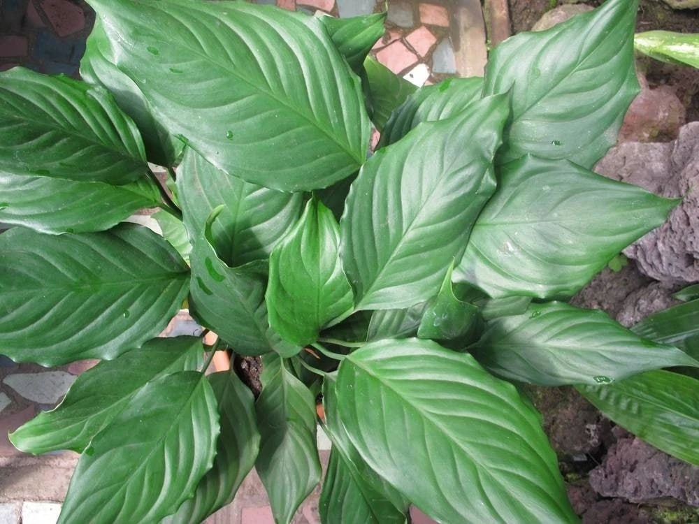 Аглаонема Скромная (Aglaonema modestum) 🌿