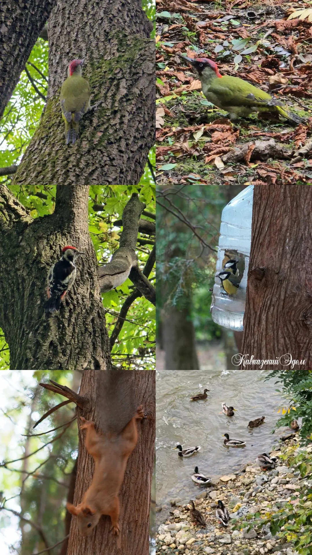 Осень в парке — это время, когда природа замирает, но жизнь внутри нее кипит. ✨