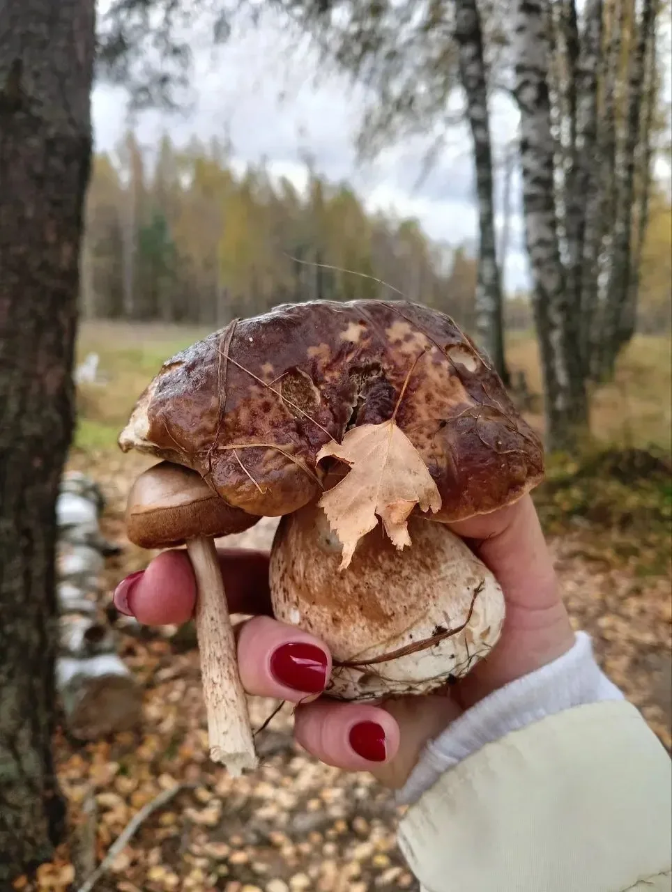 🍁🍂 ЗОЛОТАЯ ОСЕНЬ В ПОСЁЛКЕ «ЗЕЛЁНЫЙ БЕРЕГ» — МЕСТО, В КОТОРОЕ ВЛЮБЛЯЮТСЯ С ПЕРВОГО ВЗ...