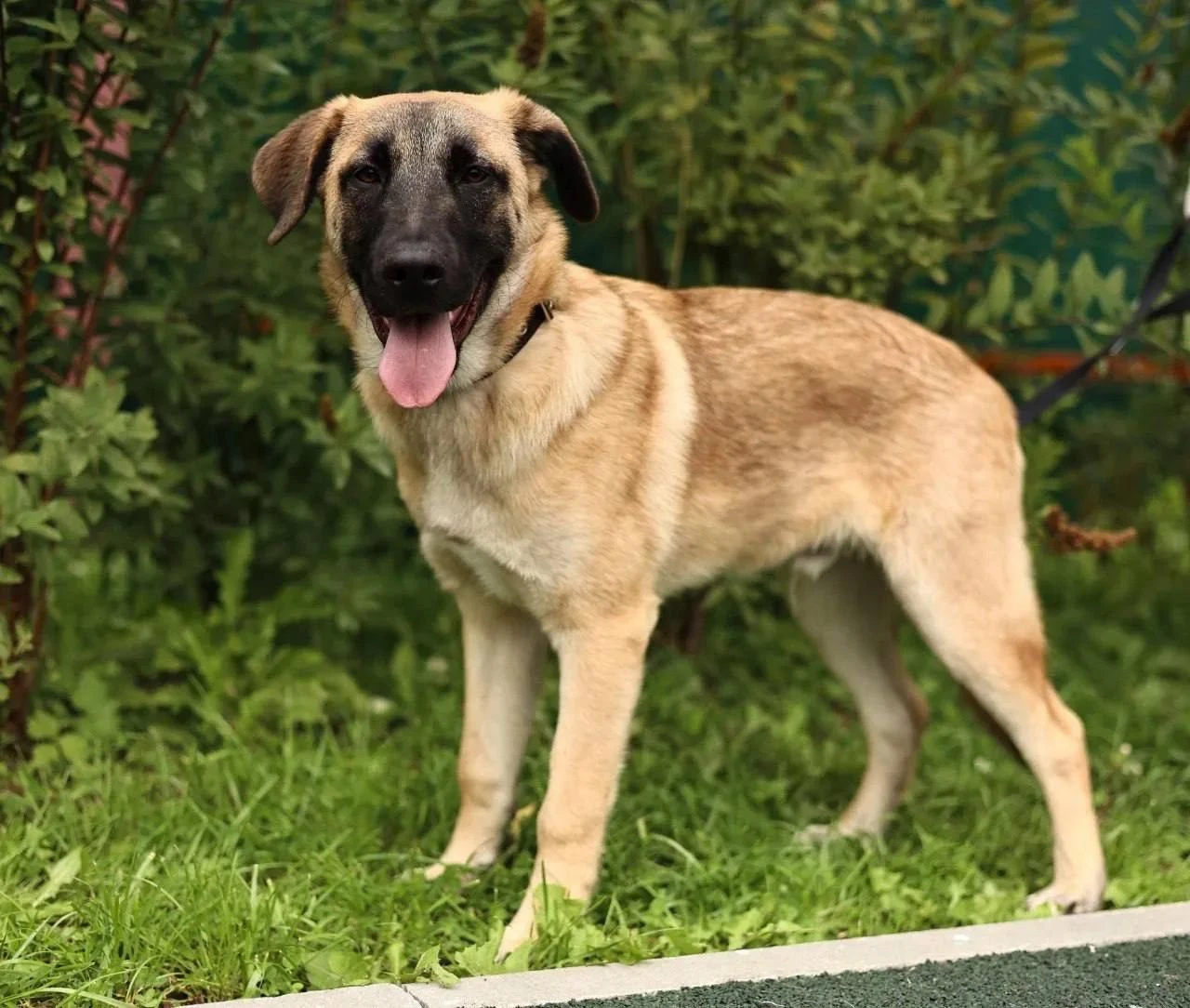 🧠🐶 Ему ещё нет и года, а он уже настоящий маленький гений! Знакомьтесь, это Болид! ❤️