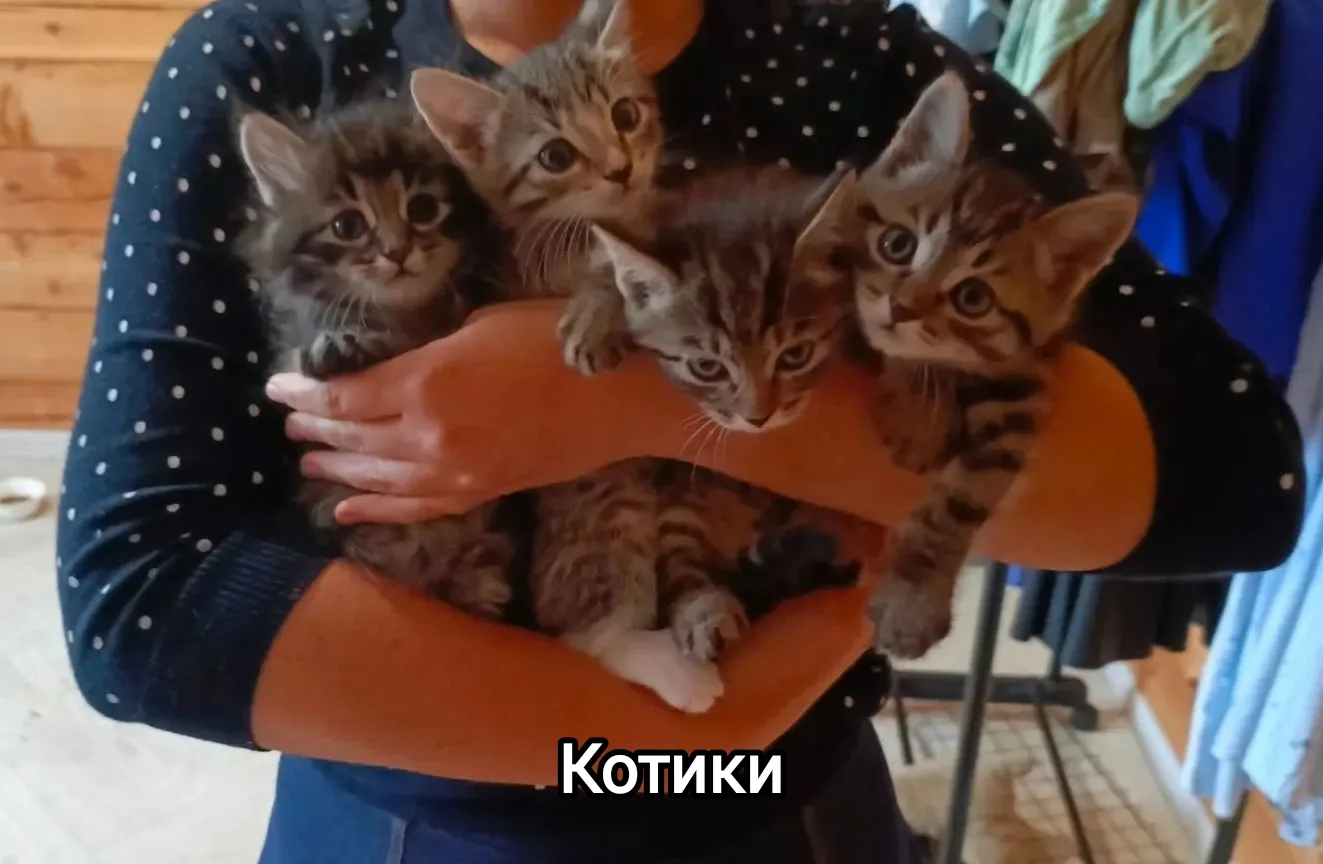 Котики нужны всем, с ними уютно 🥰