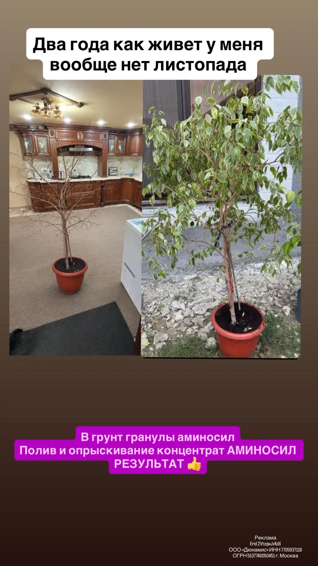 🌿 ДЕВОЧКИ, ХОТИТЕ, ЧТОБЫ ВАШИ КОМНАТНЫЕ РАСТЕНИЯ БЫЛИ КРАСИВЫМИ КРУГЛЫЙ ГОД? 😍