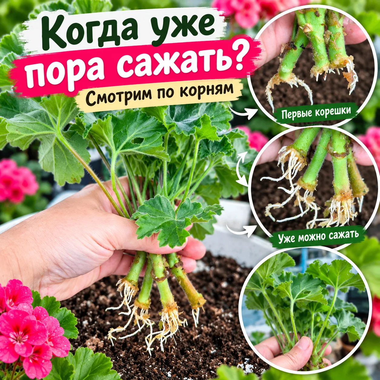 🌱 Через сколько появляются корни у пеларгонии и когда уже пора сажать?