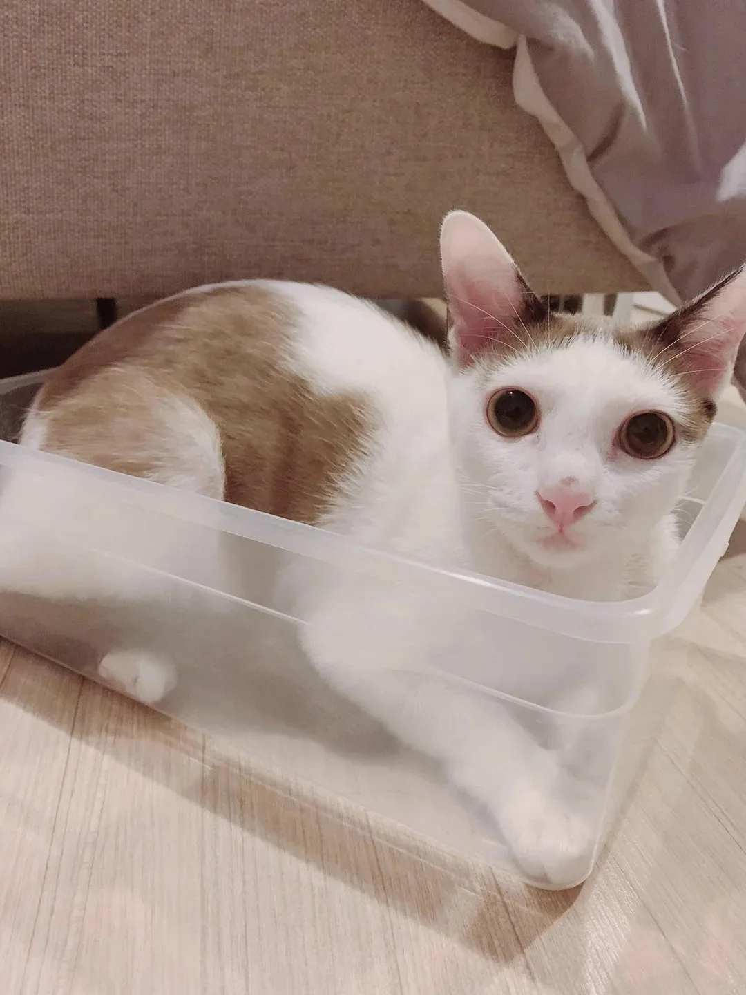 Котячья ловушка 😺. Пиймался 😸