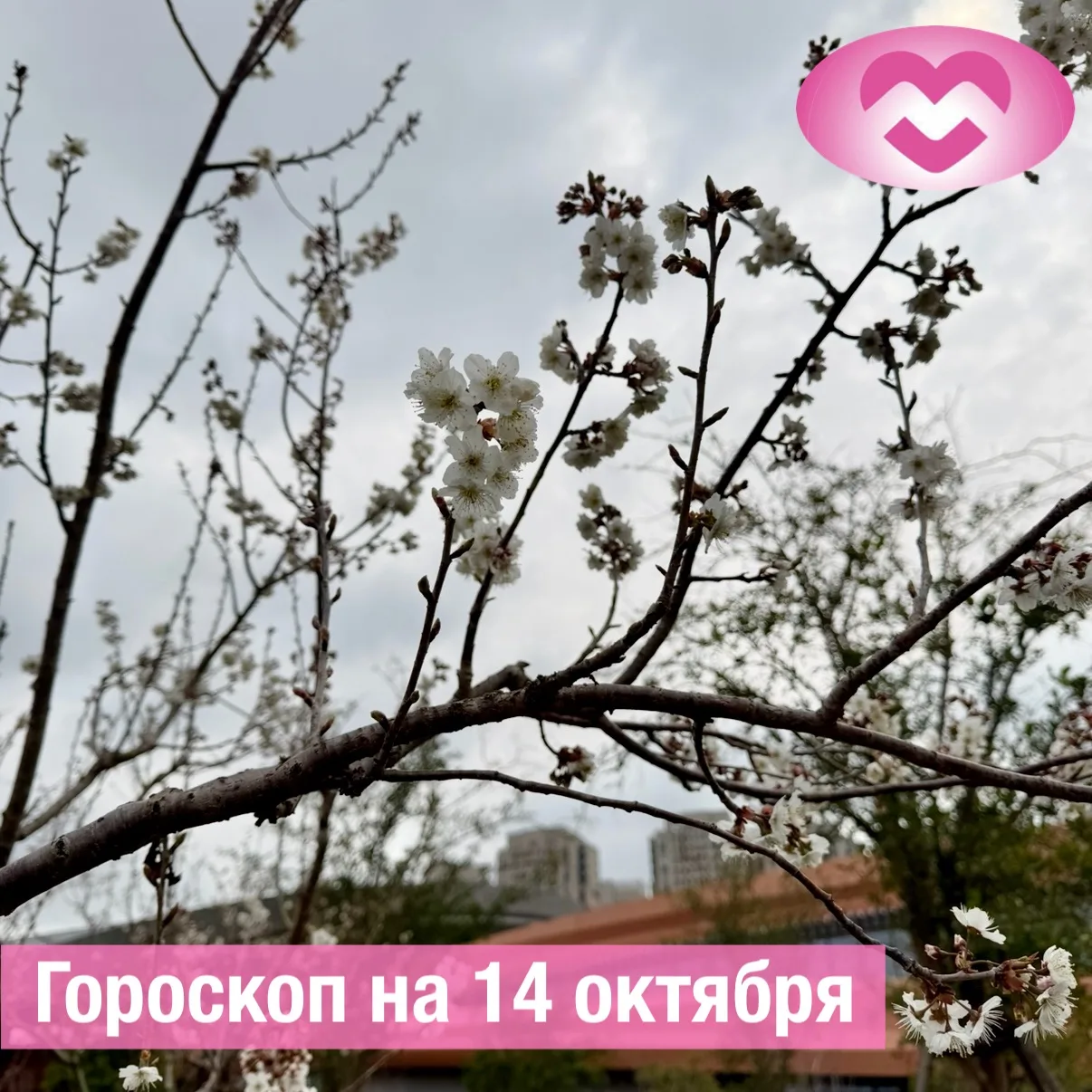 ♈ Овен:
