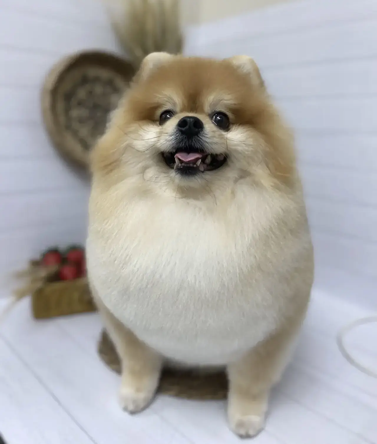 Только посмотрите на этого пирожочка! 🥰 Арчи после мытья и стрижечки. Теперь так и хоч...