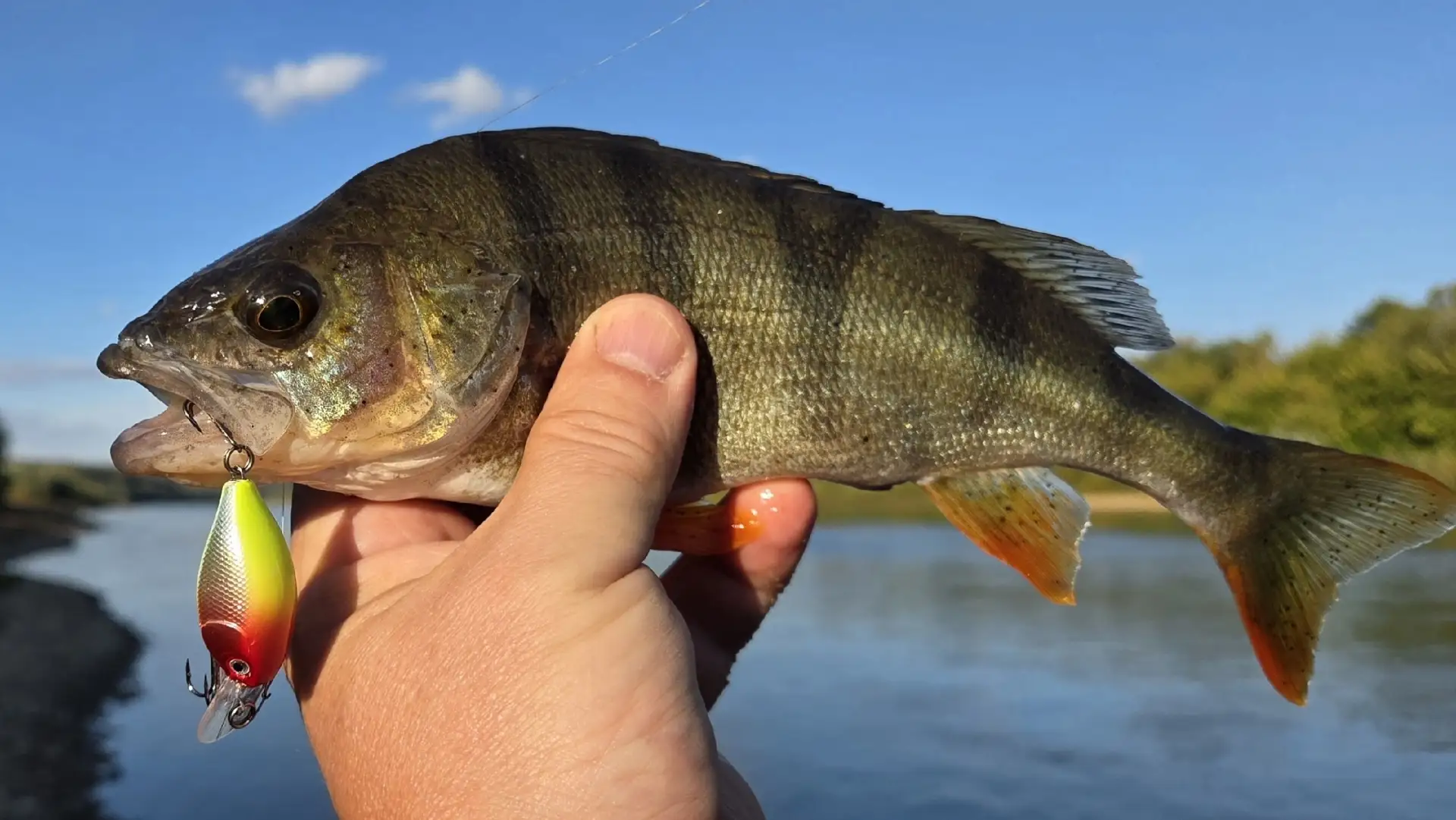 Половил осенних окуньков на яркий крэнк Rapala 🎣