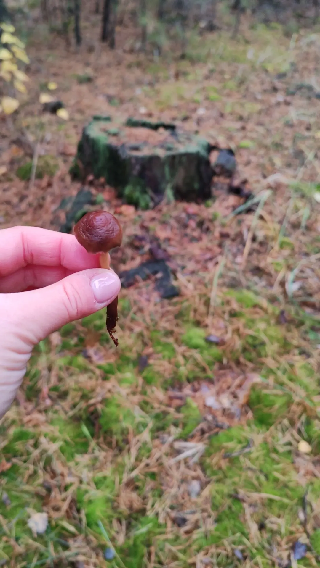 Поганка на тонкой ножке. А такая ароматная была! 👍🍄 Мы там надышались всего вдоволь 😄