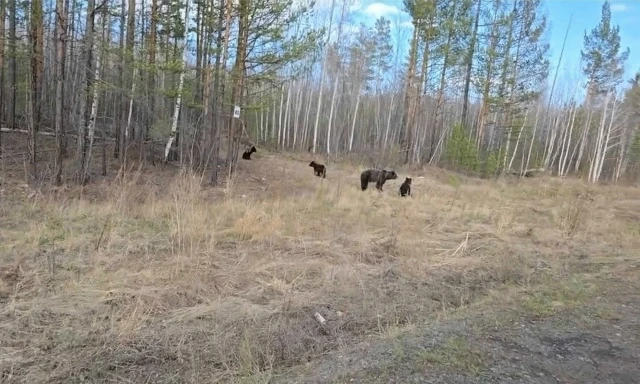 Трех медведей добыли за сутки в Братском районе