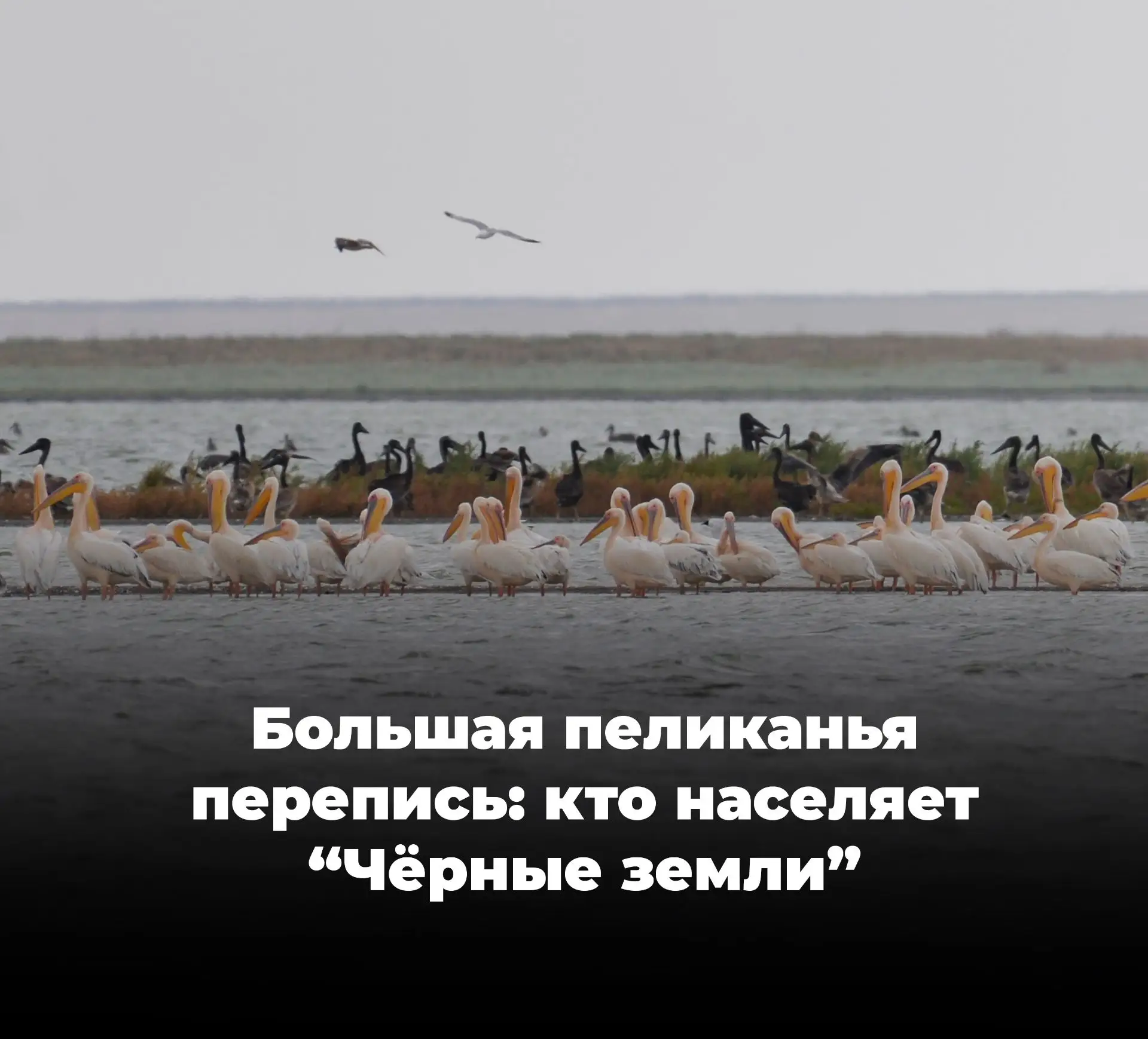 Более 4 тысяч розовых пеликанов насчитали в заповеднике «Чёрные земли»!