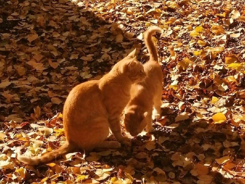 🍂 Доброе утро, Москва!