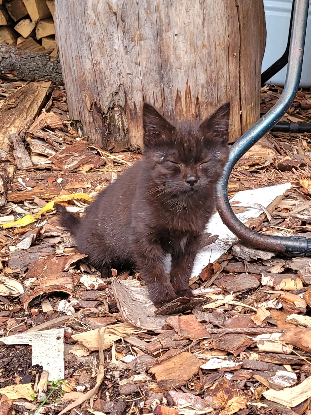 Знакомьтесь, Гринька Покровский 🐈‍⬛