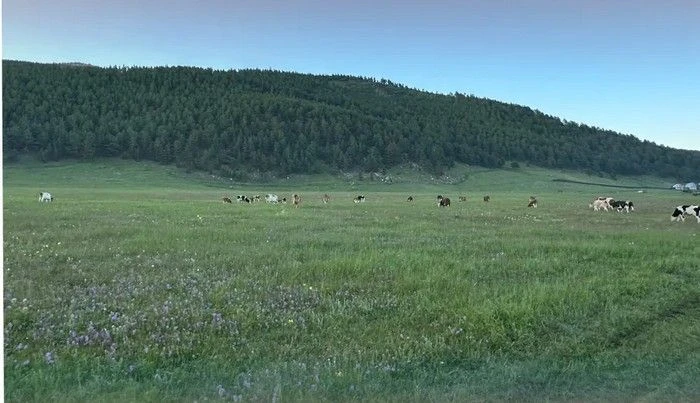 🐻На Байкале медведь напал на корову