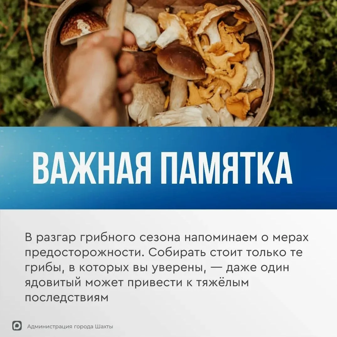 ‍ Правила безопасного сбора грибов и первая помощь при отравлении