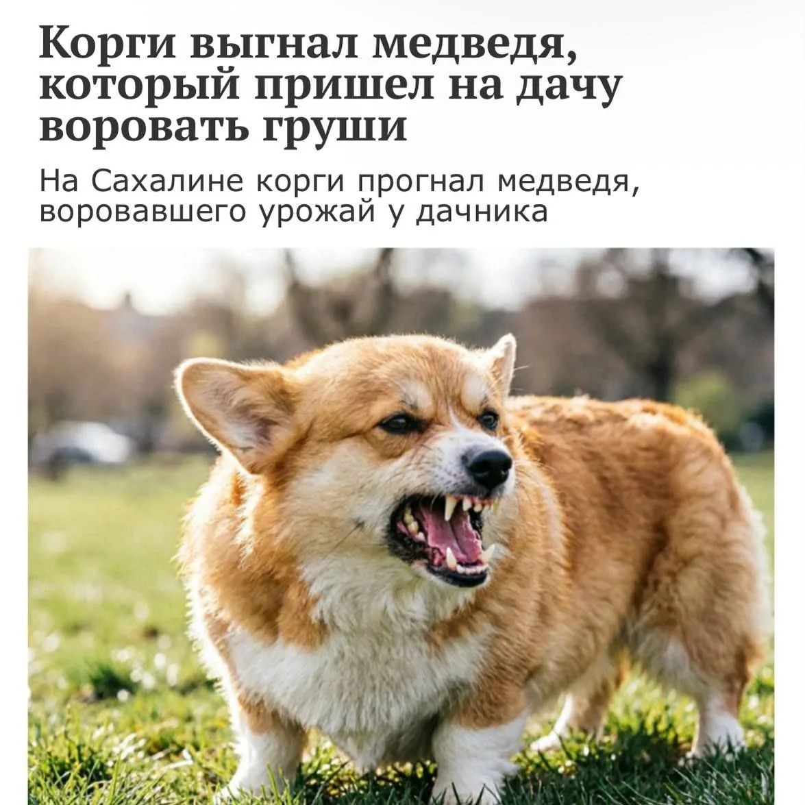 🐻Корги прогнал МЕДВЕДЯ с дачи — это реальная история, которая случилась на Сахалине. Х...