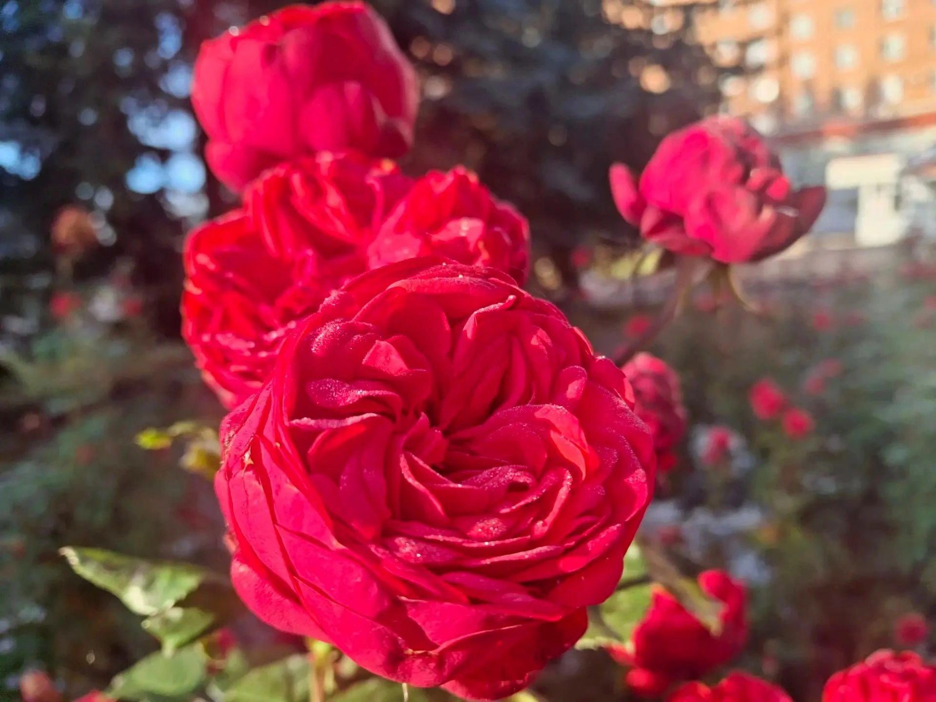 Осенний двор больницы — место, где встречаются природа и забота 🌹🍁🍂