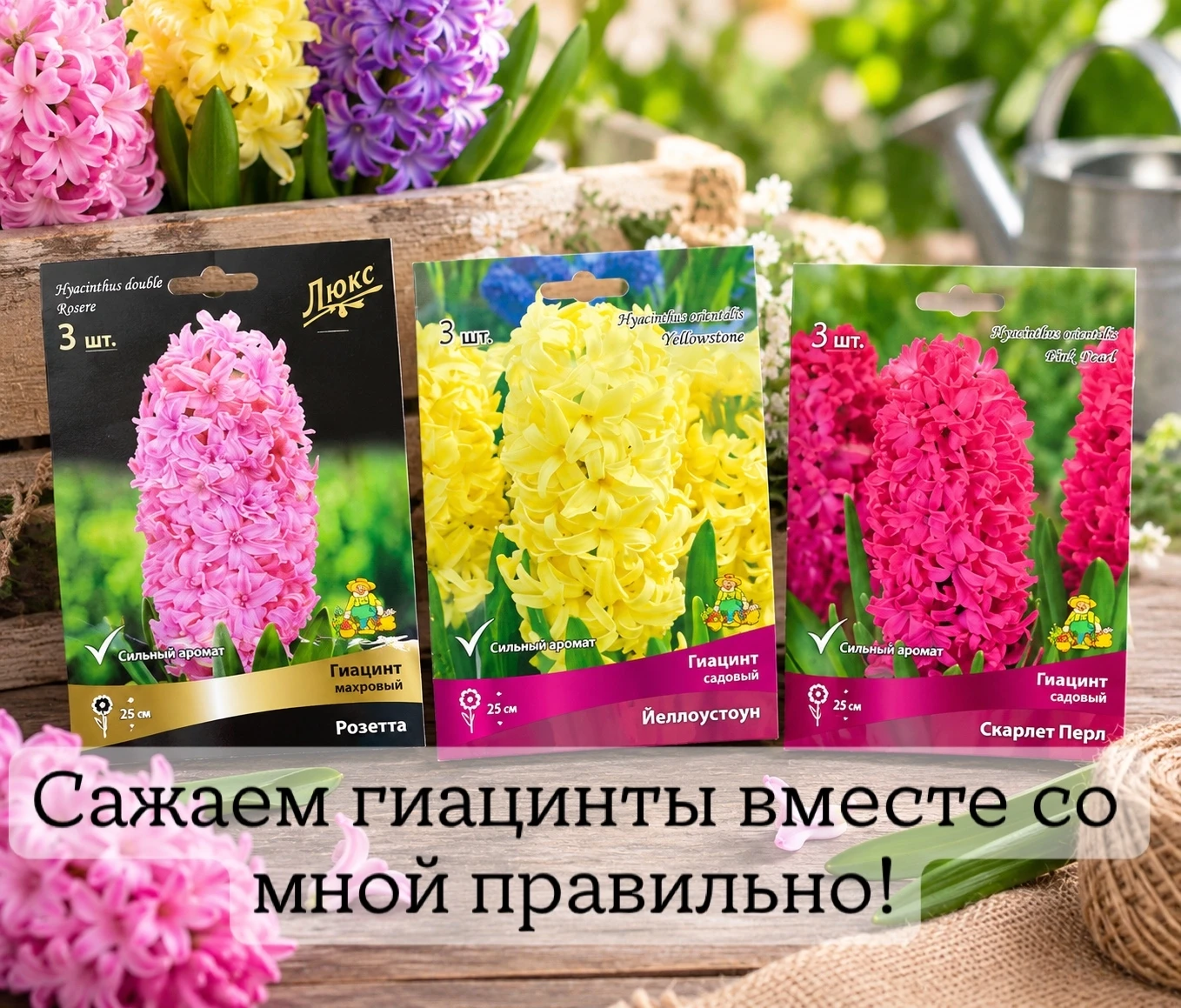 🌸 Гиацинты! Давайте посадим их вместе!