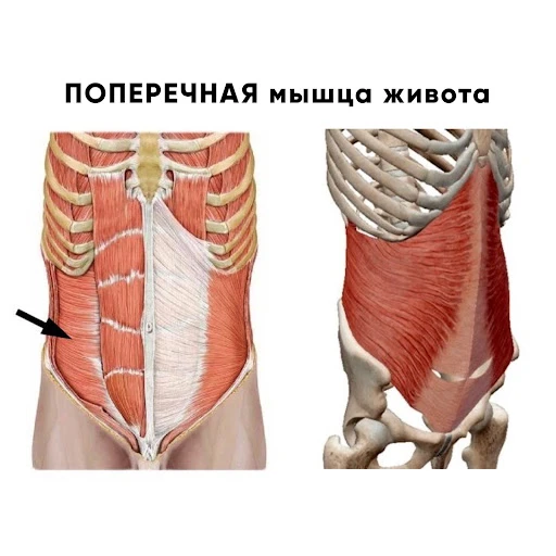 Природный корсет вашего живота — насколько хорошо он работает? Проверим 👀