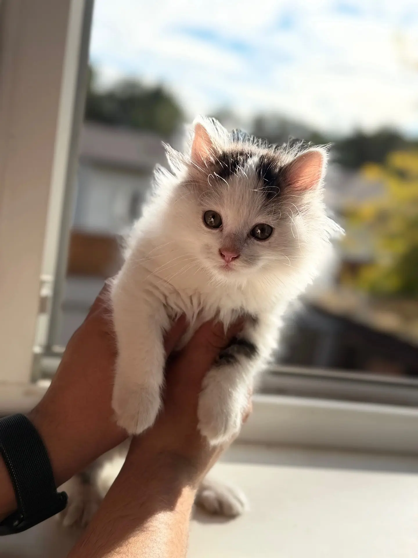 Срочно ищет дом или прежних хозяев! 🐾